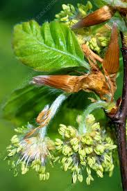 Attēlu rezultāti vaicājumam “Fagus sylvatica male flower”