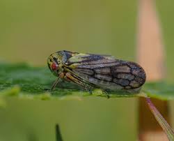 Attēlu rezultāti vaicājumam “Oncopsis sp.”