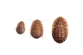 Attēlu rezultāti vaicājumam “Badhamia dubia macro”