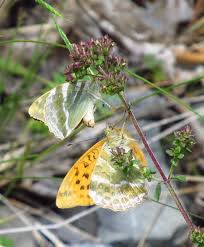 Attēlu rezultāti vaicājumam “Argynnis paphia underside”