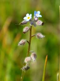Attēlu rezultāti vaicājumam “Myosotis stricta fruit”