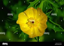 Attēlu rezultāti vaicājumam “Papaver argemone leaf”