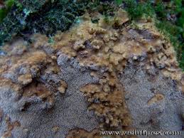 Attēlu rezultāti vaicājumam “Asterodon ferruginosus”