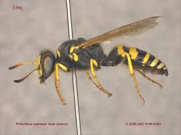 Attēlu rezultāti vaicājumam “Crabronidae”