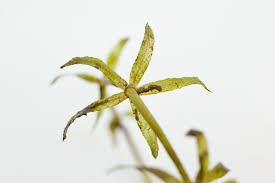 Attēlu rezultāti vaicājumam “Hydrilla verticillata leaf”