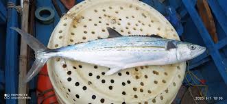 Image result for Scomberomorus cavalla