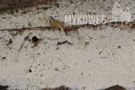 Attēlu rezultāti vaicājumam “Antrodia xantha”