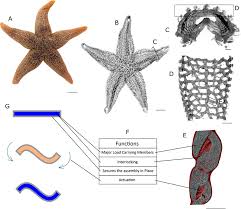 Image result for Asterias rubens