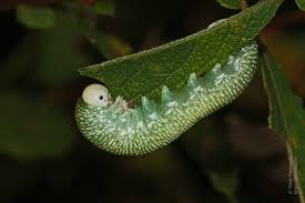 Attēlu rezultāti vaicājumam “Cimbex femoratus larva”