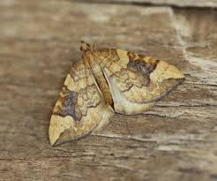 Attēlu rezultāti vaicājumam “Eulithis populata”