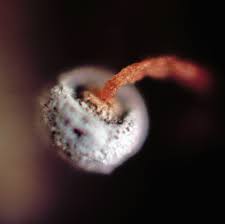 Attēlu rezultāti vaicājumam “Didymium xanthopus stalked”