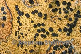 Attēlu rezultāti vaicājumam “Porpidia macrocarpa”