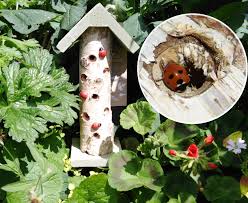 Image result for ladybug house