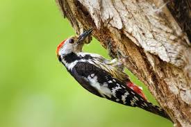 Attēlu rezultāti vaicājumam “Dendrocopos medius adult”