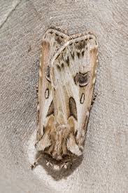 Attēlu rezultāti vaicājumam “Agrotis vestigialis”