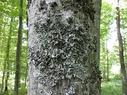 Attēlu rezultāti vaicājumam “Parmelia submontana”