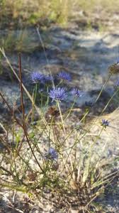 Attēlu rezultāti vaicājumam “Jasione montana fruit”