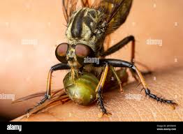 Attēlu rezultāti vaicājumam “Asilidae”