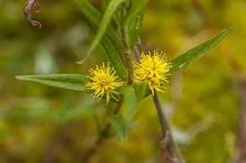 Attēlu rezultāti vaicājumam “Lysimachia thyrsiflora”
