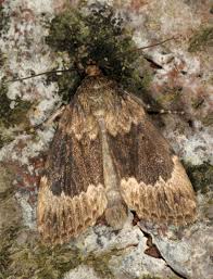 Attēlu rezultāti vaicājumam “Amphipyra perflua”