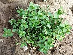 Attēlu rezultāti vaicājumam “Stellaria media”