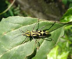 Attēlu rezultāti vaicājumam “Leptura annularis”