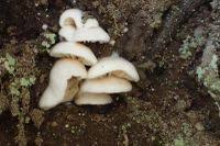 Attēlu rezultāti vaicājumam “Crepidotus versutus”