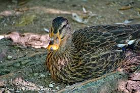 Attēlu rezultāti vaicājumam “Anas platyrhynchos juvenile”