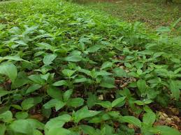 Attēlu rezultāti vaicājumam “Mercurialis perennis bud”