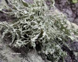 Attēlu rezultāti vaicājumam “Ramalina pollinaria”