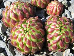 Attēlu rezultāti vaicājumam “Jovibarba globifera”