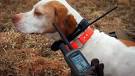 Garmin DC 30 GPS dog collar turns hunting into a videogame   Engadget