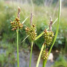 Attēlu rezultāti vaicājumam “Carex viridula”