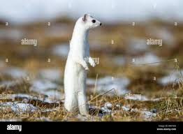 Attēlu rezultāti vaicājumam “Mustela erminea adult”