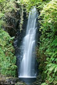 Attēlu rezultāti vaicājumam “Hordelymus europaeus fruit”