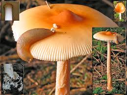 Attēlu rezultāti vaicājumam “Amanita crocea”