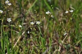 Attēlu rezultāti vaicājumam “Linum catharticum flower”