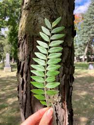 Attēlu rezultāti vaicājumam “Gleditsia triacanthos bud”