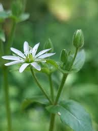Attēlu rezultāti vaicājumam “Stellaria nemorum flower”