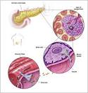 Precision Nutrition Coaching | All About Insulin
