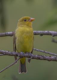 Image result for Piranga olivacea