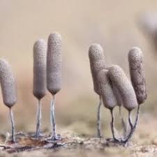 Attēlu rezultāti vaicājumam “Stemonitopsis typhina”