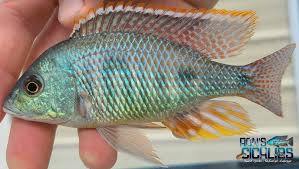 Attēlu rezultāti vaicājumam “Tetratoma ancora”