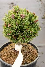 Attēlu rezultāti vaicājumam “Pinus mugo”