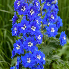 Image result for Delphinium