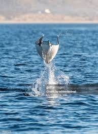 Image result for Mobula munkiana