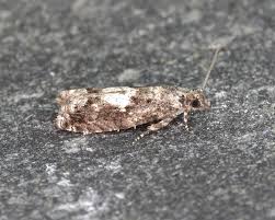 Attēlu rezultāti vaicājumam “Epinotia immundana”