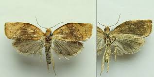 Attēlu rezultāti vaicājumam “Pandemis cerasana”