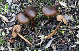 Attēlu rezultāti vaicājumam “Diderma subviridifuscum var. macrospora* young”