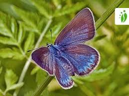 Attēlu rezultāti vaicājumam “Agrodiaetus amandus female”